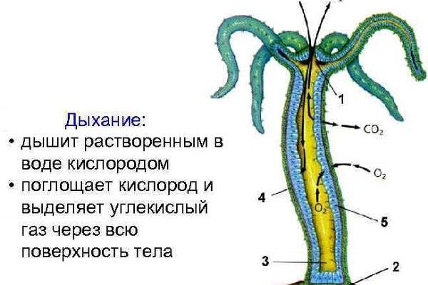 Кракен площадка kraken clear com